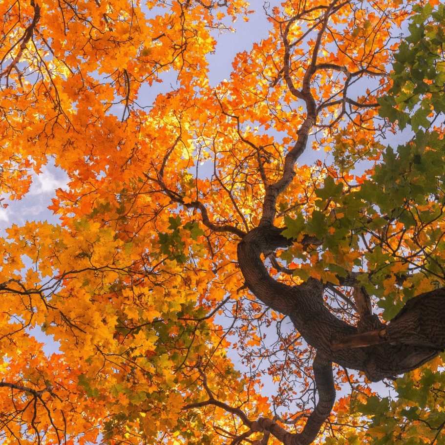 Bunte Herbstblätter in orange und grün, mit einem verzweigten Baumstamm im Bild.