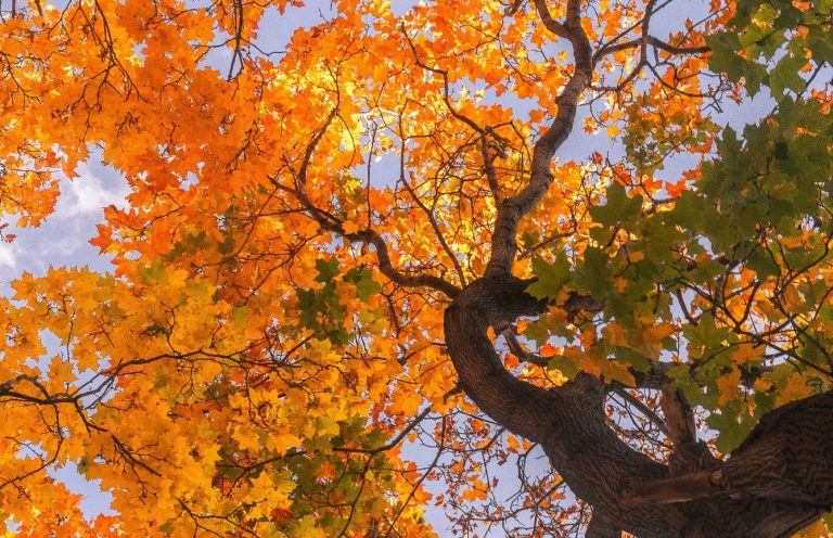 Bunte Herbstblätter in Gelb, Orange und Grün an einem Baum.